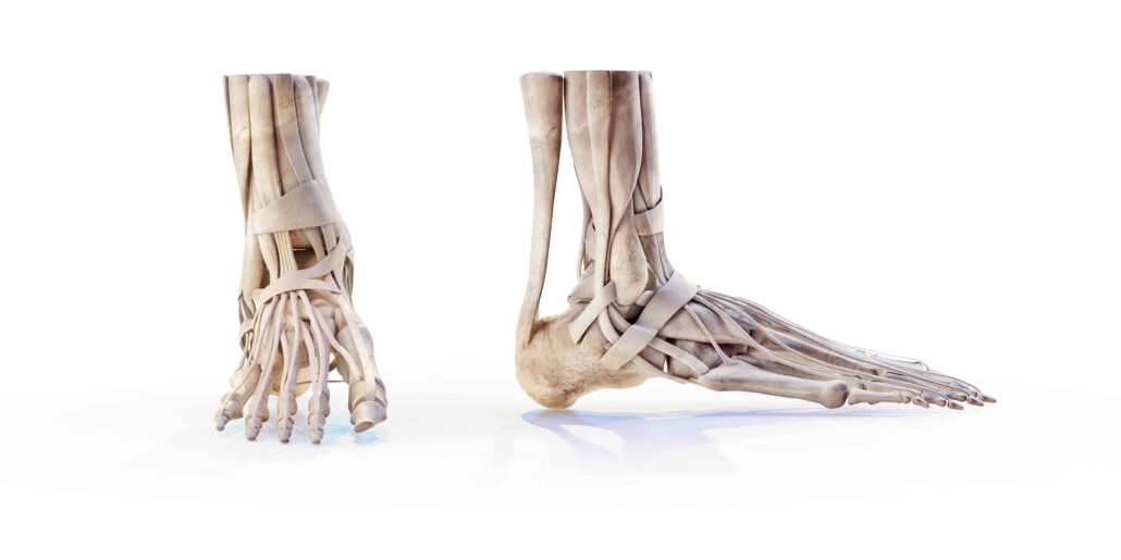 Skelett eines Fußes - orthopädische Einlagen MOTION Tettnang